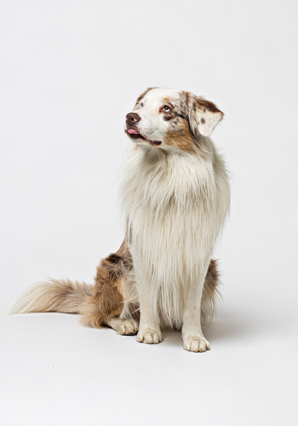 Photo de Mushu, mascotte de Orlex Avocats